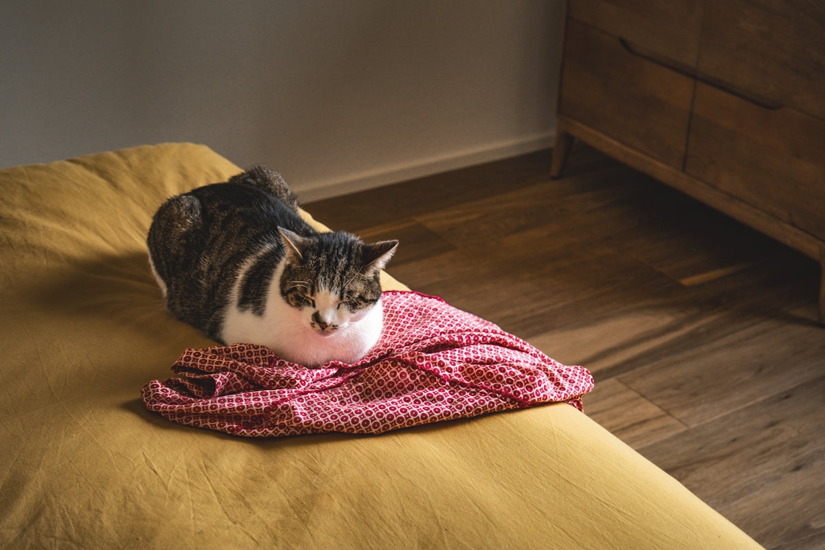 A cat rests on a bed with clothing.