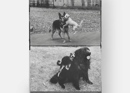 DogsDogs by Elliott Erwitt