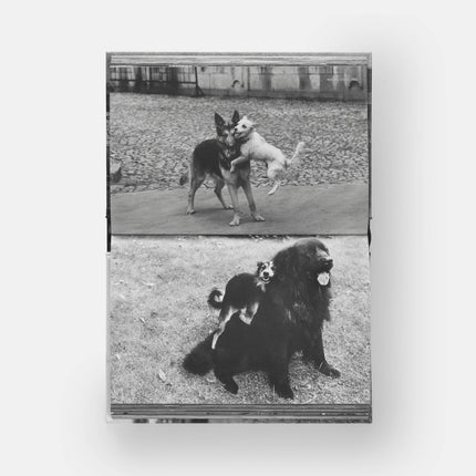 DogsDogs by Elliott Erwitt