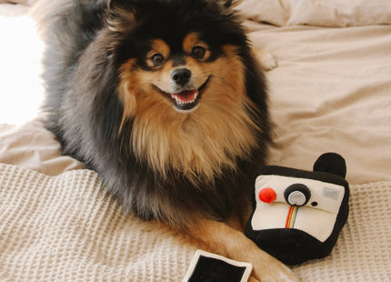 Instant Camera dog enrichment toy
