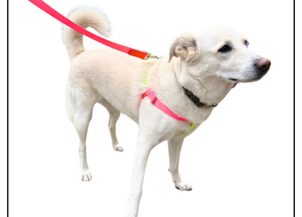 Nylon Colour Block Harness - Pink, Orange & Yellow