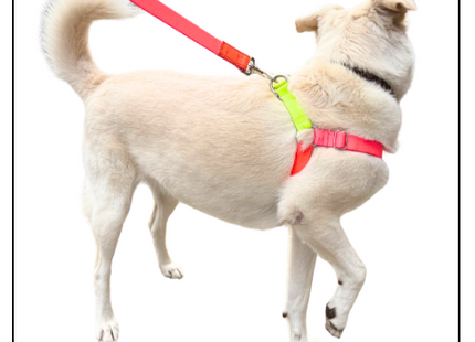 Nylon Colour Block Harness - Pink, Orange & Yellow