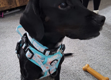 Rugged Rover™ Harness - Pastel Daisy