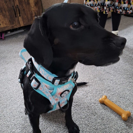 Rugged Rover™ Harness - Pastel Daisy