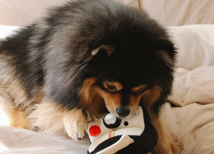 Instant Camera dog enrichment toy