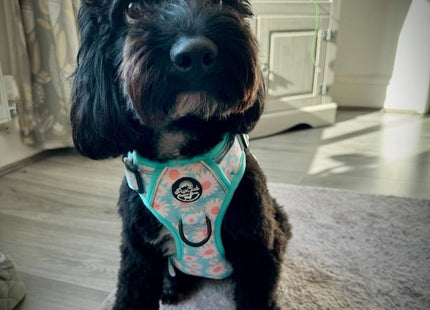 Rugged Rover™ Harness - Pastel Daisy