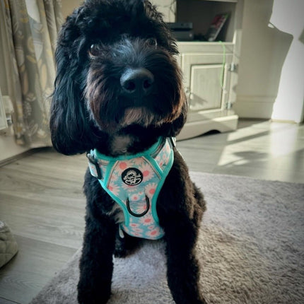 Rugged Rover™ Harness - Pastel Daisy