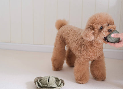 Cabbage Pop enrichment dog toy