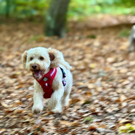 Rugged Rover™ Harness - Berry Red