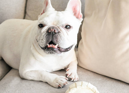 Dim Sum Pop enrichment dog toy
