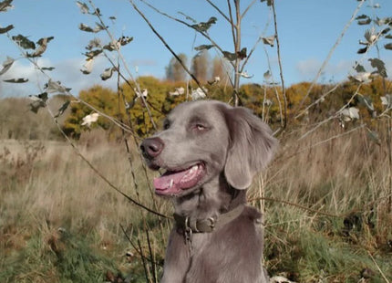 Bentley Olive & Khaki Colour Block Lead