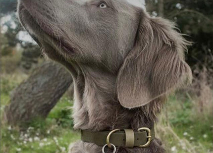 Bentley Olive & Khaki Colour Block Collar