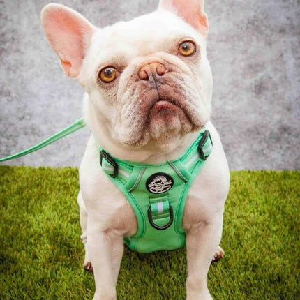 Rugged Rover™ Harness - Pastel Mint Green