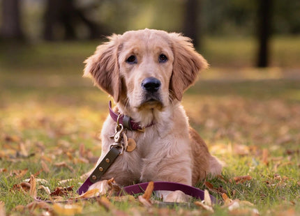 Dottie Wine & Olive Colour Block Lead