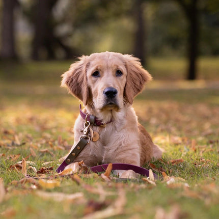 Dottie Wine & Olive Colour Block Collar