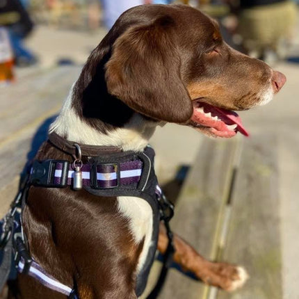 Rugged Rover™ Harness - Midnight Black
