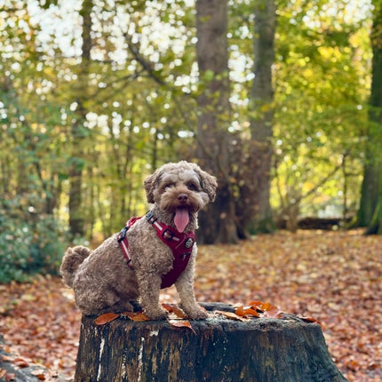 Rugged Rover™ Harness - Berry Red