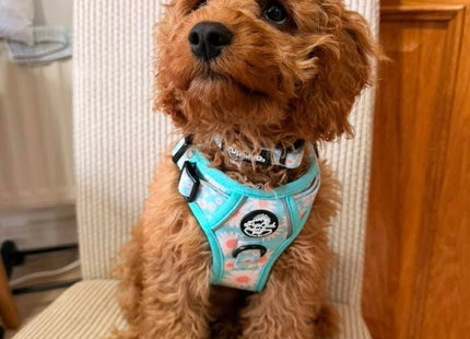 Rugged Rover™ Harness - Pastel Daisy