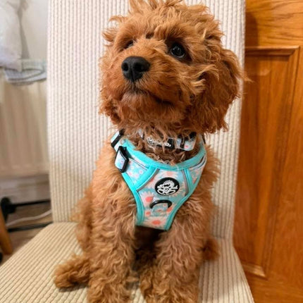 Rugged Rover™ Harness - Pastel Daisy