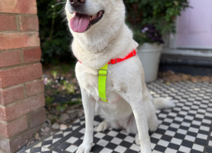Nylon Colour Block Harness - Pink, Orange & Yellow