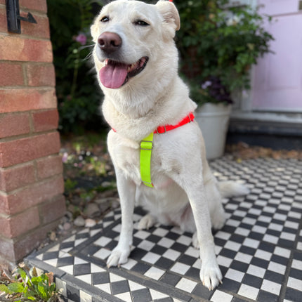 Nylon Colour Block Harness - Pink, Orange & Yellow