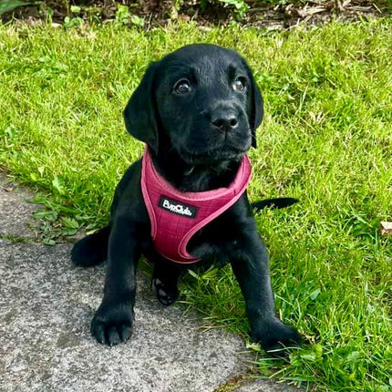 Puppy step-in Harness - Berry Red