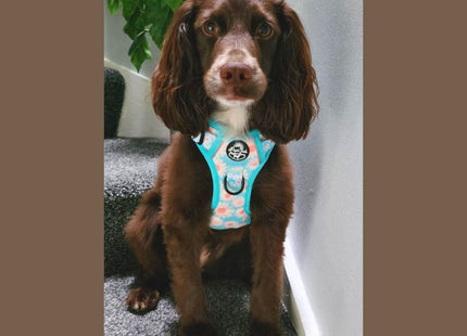 Rugged Rover™ Harness - Pastel Daisy