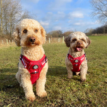 Rugged Rover™ Harness - Berry Red