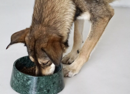 Dark Green Marble Dog Bowl