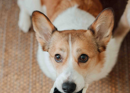 Instant Camera dog enrichment toy