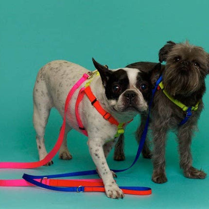 Nylon Colour Block Harness - Pink, Orange & Yellow