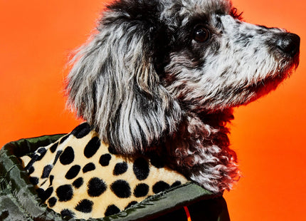 Olive & Animal Print Trim Puffer Jacket