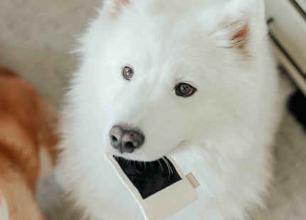Instant Camera dog enrichment toy