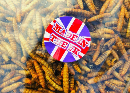 Dried Calciworms - UK grown - better than mealworms - PROTEIN Boost