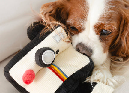 Instant Camera dog enrichment toy