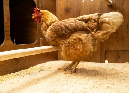 Easicoop Duplex 2XL - HPL Chicken house up to 18 large Birds