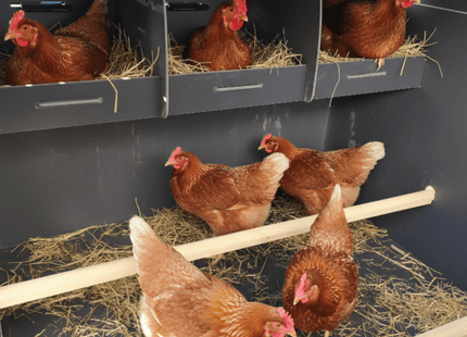 Easicoop Evolution 3XL - HPL Chicken house up to 15 large Birds