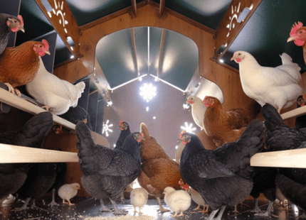 Easicoop Farm Plus 6XL modular expandable Chicken house 48 Large Birds