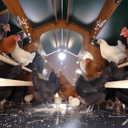 Easicoop Farm Plus 6XL modular expandable Chicken house 48 Large Birds