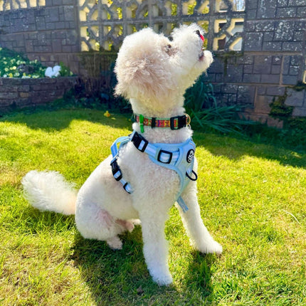 Rugged Rover™ Harness - Pastel Blue