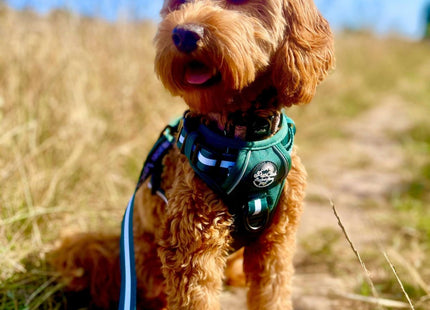 Rugged Rover™ Harness - Forest Green