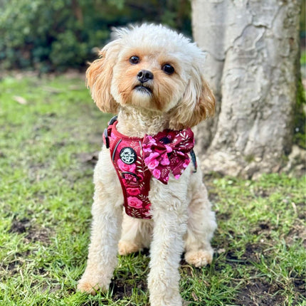 Rugged Rover™ Harness - Burgundy Bloom