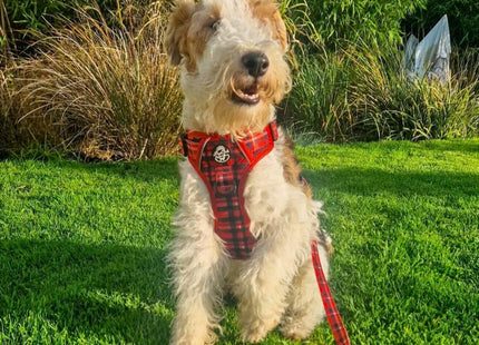 Rugged Rover™ Harness - Red Tartan