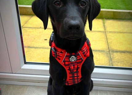 Rugged Rover™ Harness - Red Tartan