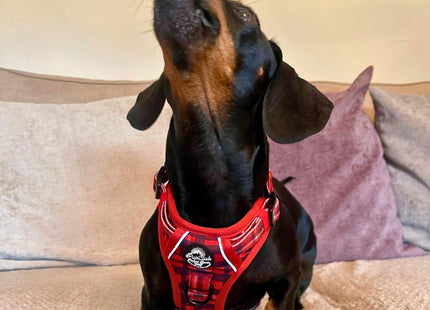 Rugged Rover™ Harness - Red Tartan