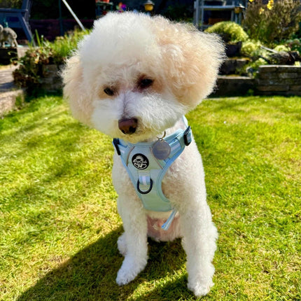 Rugged Rover™ Harness - Pastel Blue